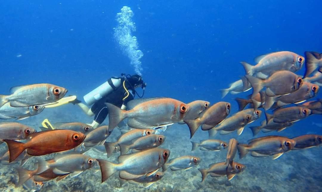 Ratu Kini Dive & Stay 마나 아일랜드 외부 사진